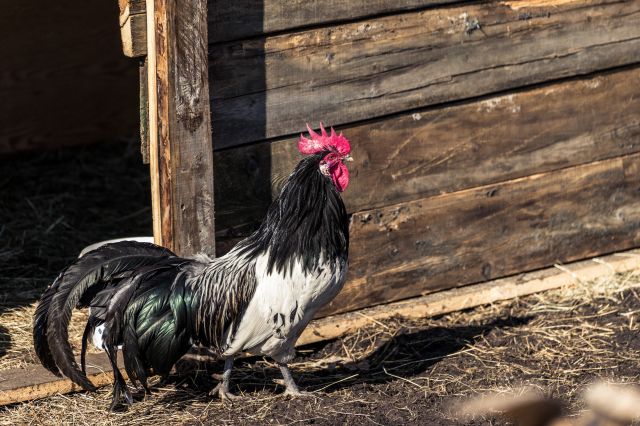 Immagine: Dolomites Farm